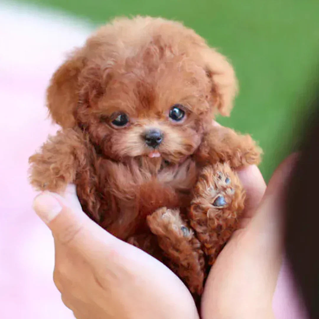 🐶🐶🐶🌭Nicco - My Realistic Robot Puppy